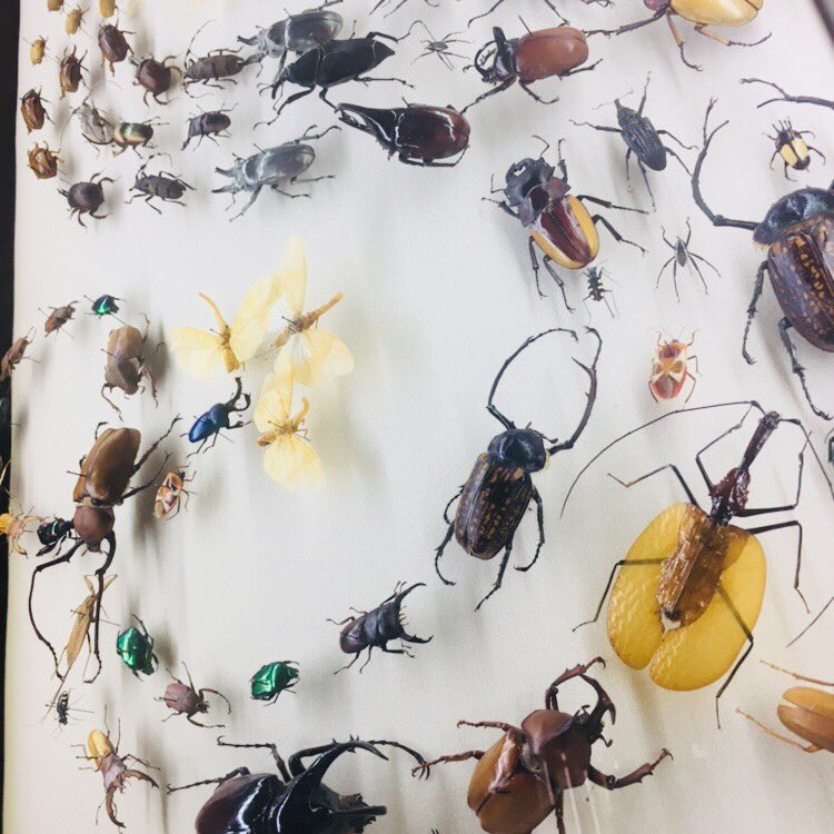 SmartyPants1_2's tweet photo. A diverse rainbow of wings &amp; exoskeletons! #insects #scicomm @AudubonNature #NOLA #AGU17 https://t.co/2EVU9x5olu