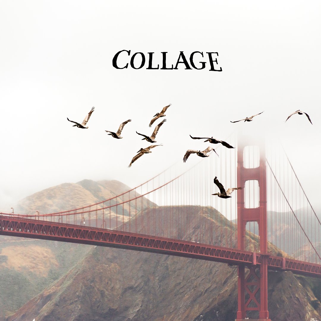TinyLakeNeat's tweet photo. Today's #PostforaPark & #FridayFeeling is this incredible pic I consider #collageart! Manmade and Nature captured beautifully by Andrew Ruiz. The hue of the Brown Pelican & the Marin Hills & the "International Orange" of the Golden Gate bridge, WOW!! @GoldenGateNPS #FindYourPark https://t.co/SkSXzty5iL