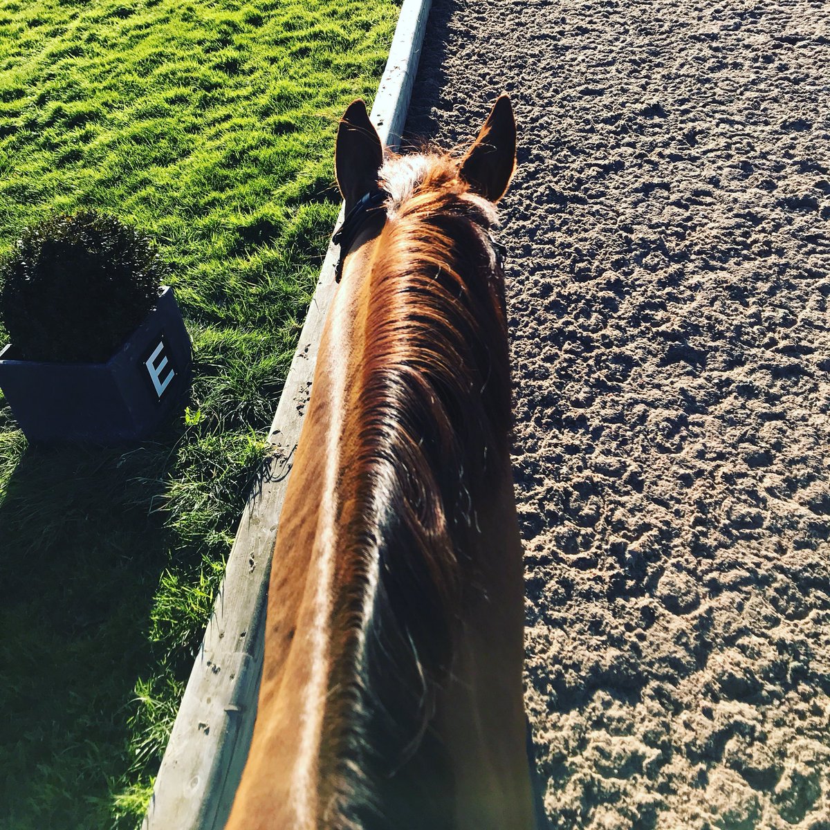 Mattfrostamd's tweet photo. Fun in the sun 🌞@BaileysFeeds @pmequestrian @ESurfaces https://t.co/q61vUz7tww