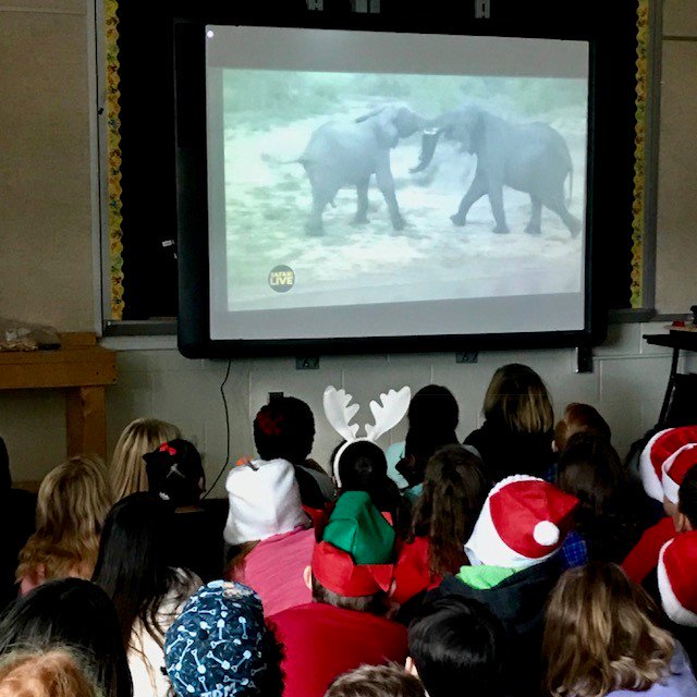 annshuffle's tweet image. 3rd graders ask questions about animal adaptations via Skype with Safari Live.  #RAMazing #elephantfun @SalemESVB @kidteacher2004 @gmawhinney3 @rpalasz1 @TabithaPearman @gr8teamthinkers