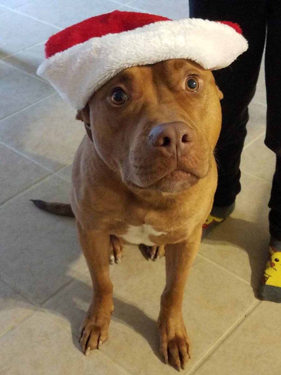 Benz is ready for Santa to visit. 🎅🏼Please bring me 🍖🍗🥓👟🐾!! #IHXHolidayFun