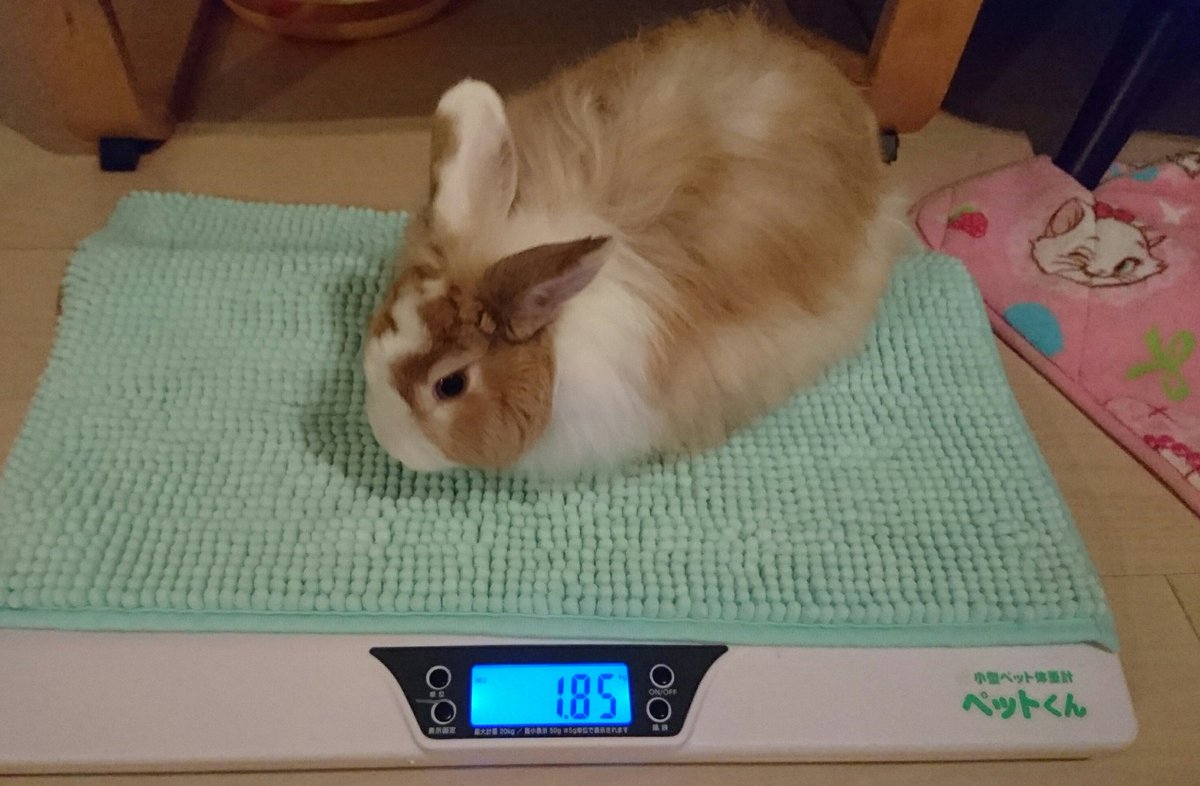 まゆ Sur Twitter やっと釣れたうにちゃん 家の女子達はほぼ同体重 月齢の差はあるものの うにちゃんはペレット３倍食べてるのに 切ないアンちゃん うさぎとねこ うさぎの体重 体重測定 ミニウサギ 保護うさぎ 女子の悩み 太りやすい体質 長毛うさぎ