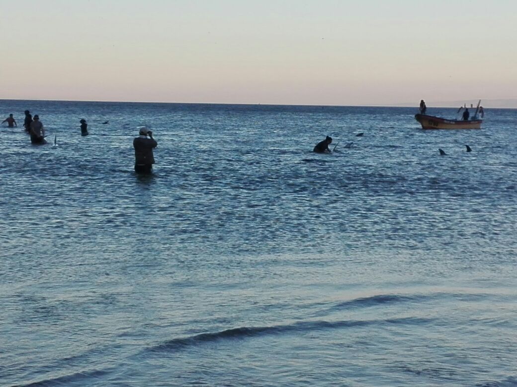 Armada_Chile's tweet photo. #AutoridadMarítima se mantiene en caleta Llico tras masivo varamiento de delfines ocurrido en las últimas horas #SomosArmada https://t.co/jVvvdM1t2X
