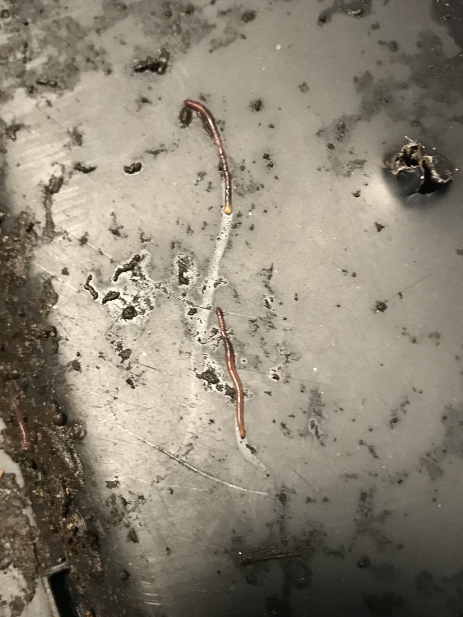 MSUworms's tweet photo. “Life, uh, finds a way.” #msuworms #msurise #vermicomposting #JurassicWorldFallenKingdom https://t.co/nLvqznmpl2