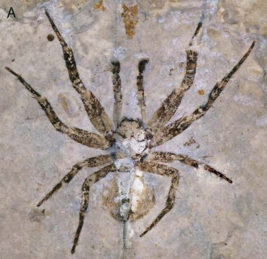 FrankyDaSpider's tweet photo. It's #FossilFriday, this week featuring entelegyne spiders from the Middle Jurassic. These spiders are helping us understand the evolution of orb weaving! Pretty neat, huh!?
https://t.co/fb2IwtszOU …/a…/10.1080/14772019.2014.991906 https://t.co/qrQfdt3MCT