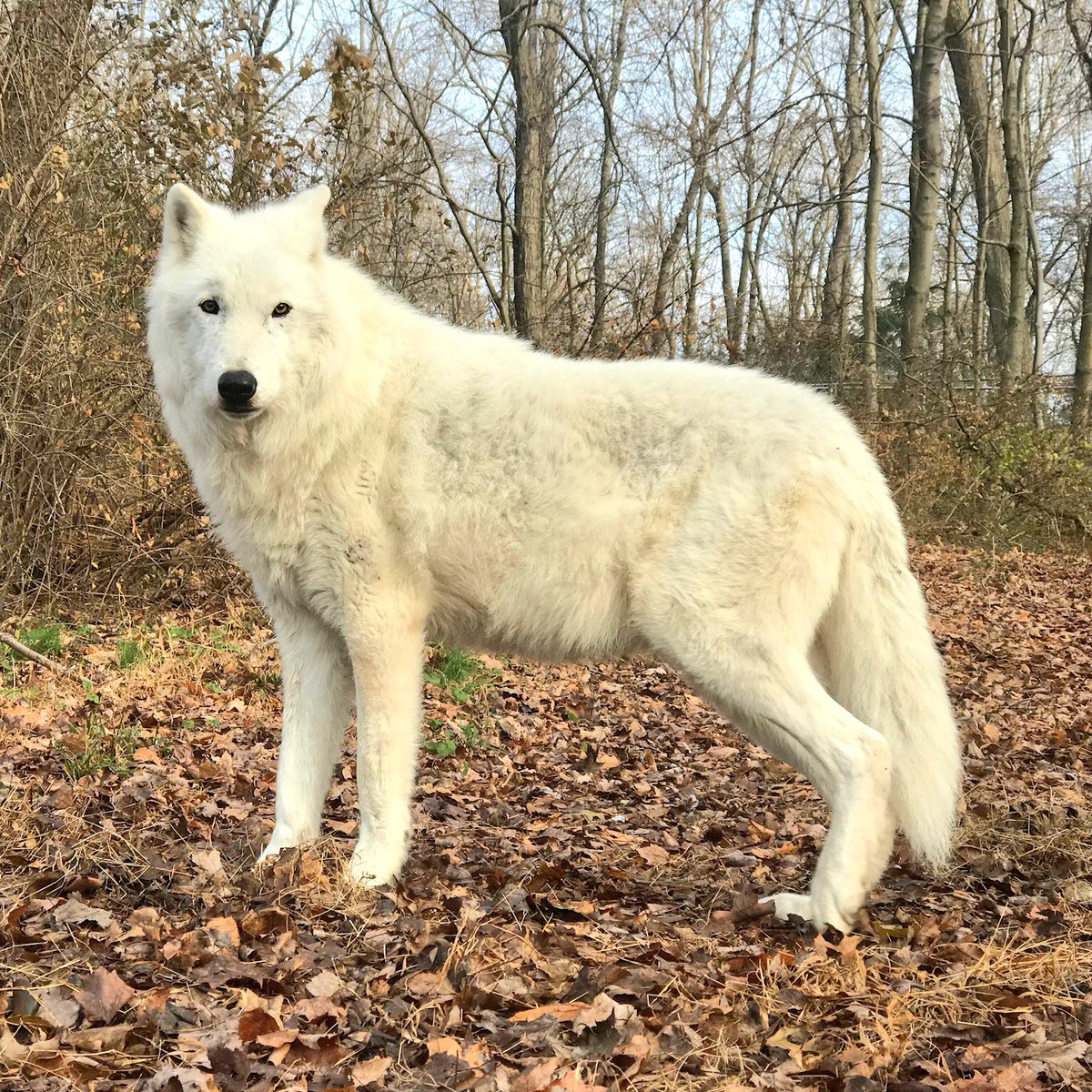 nywolforg's tweet image. Thank God I’m Fabulous. #tgif #iloveatka