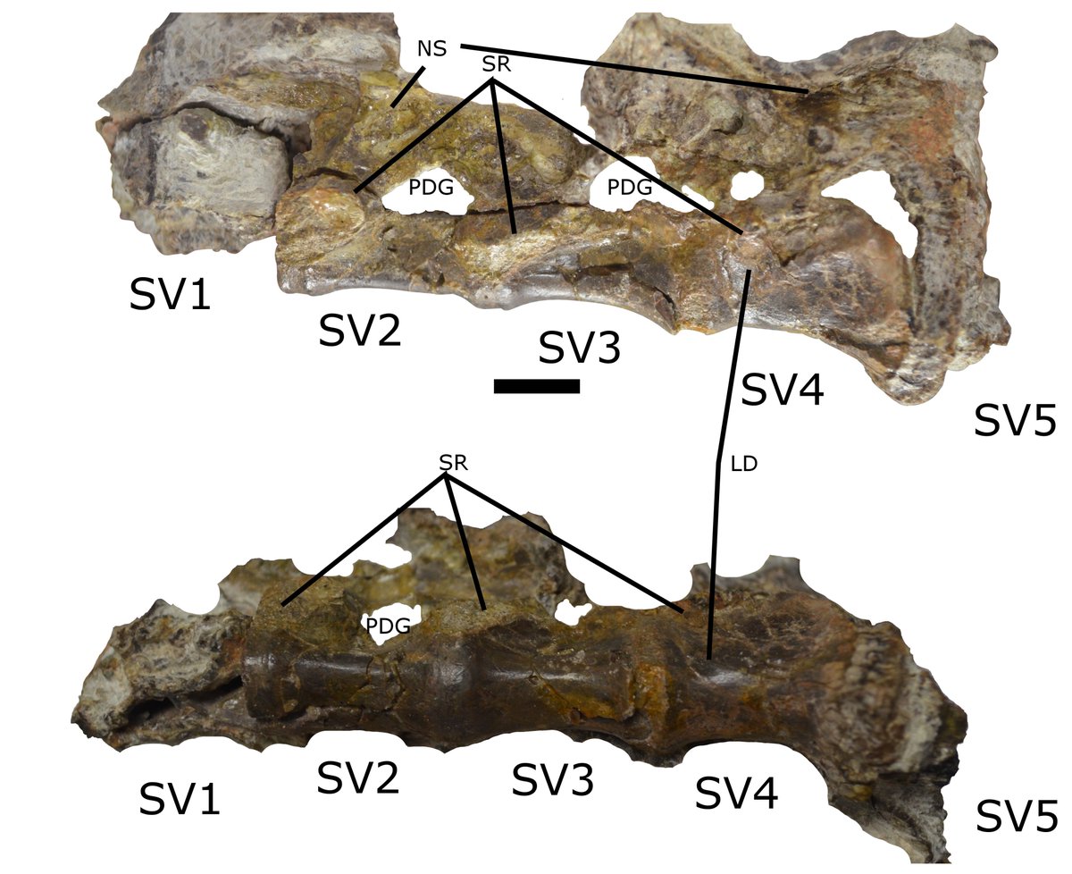 paleorob's tweet photo. Happy #FossilFriday! Here is the #DinoButt from @AncientTerrors @MoabMuseum and myself, in our latest paper, describing the oldest #dinosaur known from #Utah.
https://t.co/NvzBCmJWfd https://t.co/SpexunzYDQ