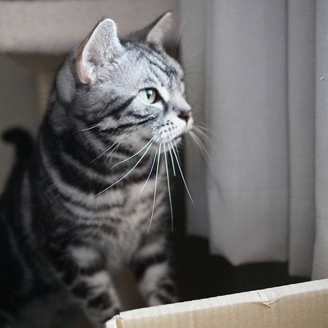 様子をうかがう Twitter પર હ શટ ગ