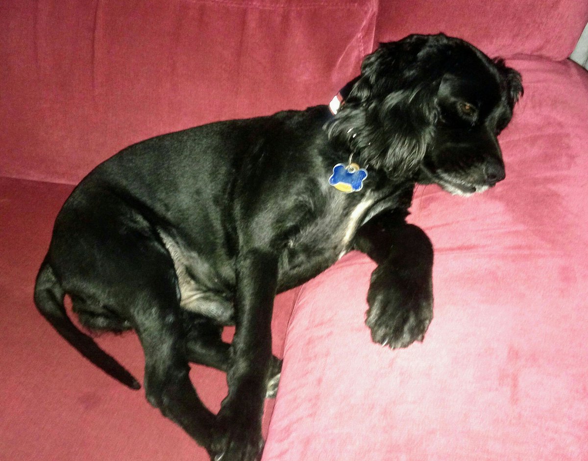 He's the King, no hay quién lo baje del sofá 👑❤ #Zapeando1013