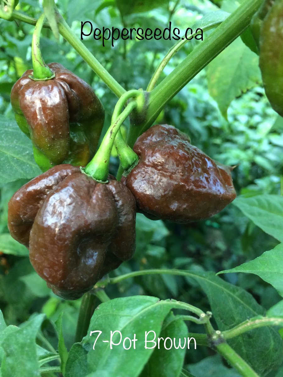 APS_pepperseeds's tweet photo. #7potbrown #superhotpeppers #peppers #hotpeppers #capsicumchinense #capsicum #chilli #pepperseeds #APSpeppers need seeds we got them https://t.co/IRYDObnePK https://t.co/4Lza416vFv