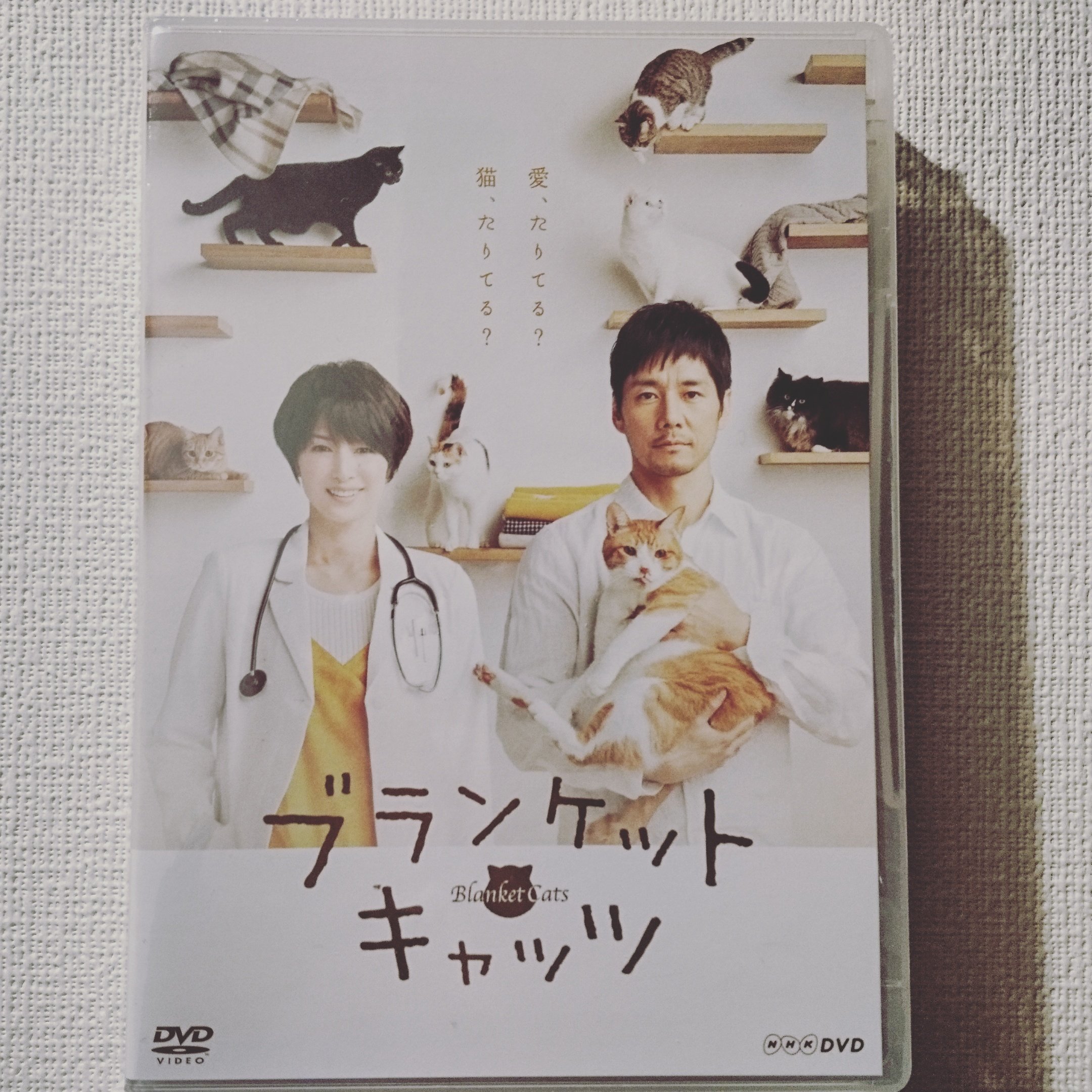 ブランケットキャッツ - Search / X