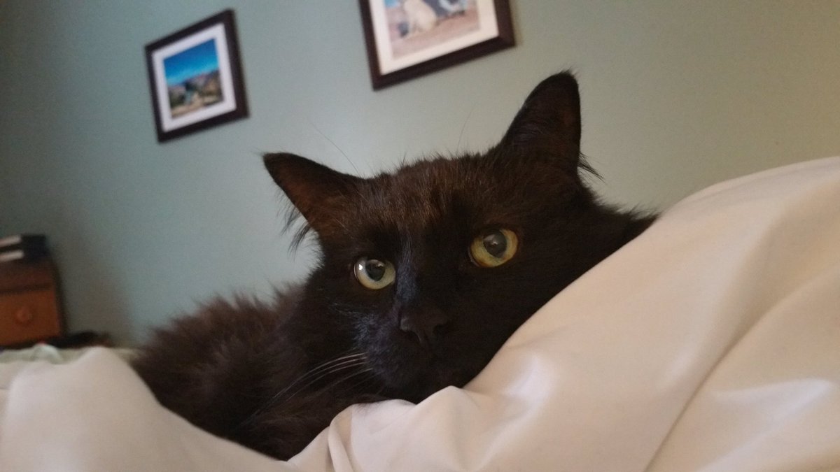 harte_marlo's tweet photo. Beastie doesn't want me to make the bed! #peacekitty https://t.co/O8ZFaA97hH