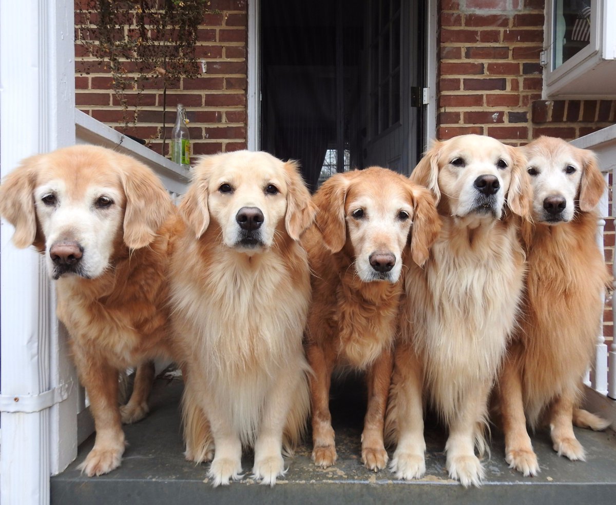 TheGoldenRatio4's tweet photo. One dog for every day of the week you have conquered! https://t.co/KWIroG4pJU