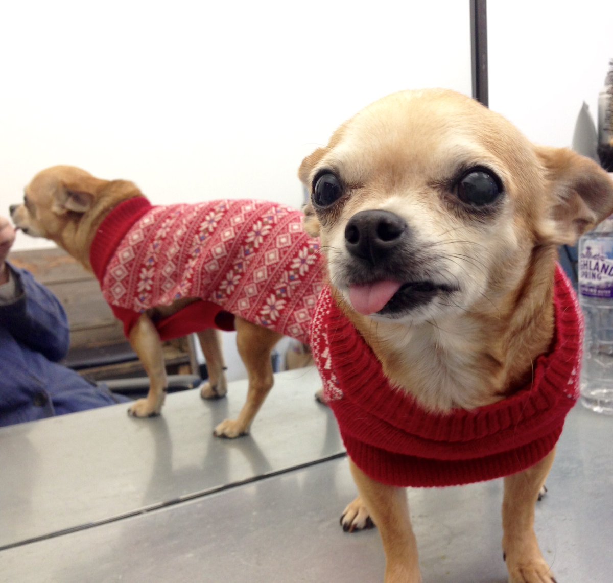 Happy Christmas from Sandi,
Our salon dog wishes you all have a merry Christmas and happy 2018^^