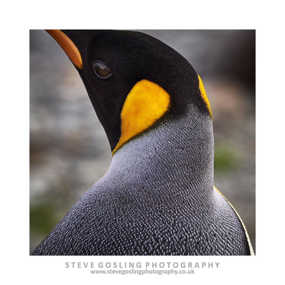 Steve Gosling (@stevegosling2) on Twitter photo My new book of photos from South Georgia/Antarctica contains 92 images (55 Col and 37 B&W), is hardback bound and sized 295mm x 277mm If you would like a copy the cost is £20 plus postage and packing. Please email me - steve@stevegoslingphotography.co.uk - for more information. My new book of photos from South Georgia/Antarctica contains 92 images (55 Col and 37 B&W), is hardback bound and sized 295mm x 277mm If you would like a copy the cost is £20 plus postage and packing. Please email me - steve@stevegoslingphotography.co.uk - for more information.