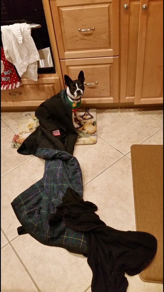 ProChemInc's tweet photo. Bella, the Boston Terrier, representing us well this winter with her #ProChemInc blanket! How cute?
+
β‘οΈ Message us a picture of your pet with a Pro Chem product and we may feature it on our page! β¬
οΈ
#prochempeople #prochempets #petsoftwitter #bostonterriers #weloveourpets https://t.co/lBNyZcujUu