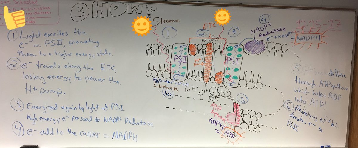 MrJonesIA's tweet photo. #ibbio #lightreaction https://t.co/0VnVKm7kPt