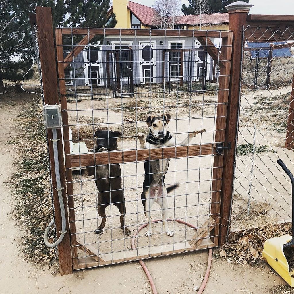 EinstyneHomes's tweet photo. We want out! 
#dog #dog #puppy #pup #cute #eyes #instagood #dogs_of_instagram #pet #pets #animal #animals #petstagram #petsagram #dogsitting #photooftheday #dogsofinstagram #ilovemydog #instagramdogs #nature #dogstagram #dogoftheday #lovedogs #lovepuppie… https://t.co/kkyI85j4ao https://t.co/aKTeqJ6DEU