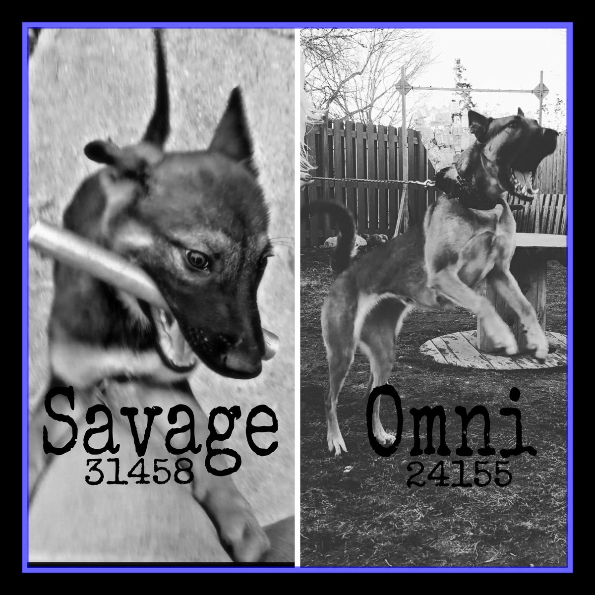 jenny_mcphee's tweet photo. Mother and son ❤️ #belgianmalinois #k9 #BlueLivesMatter #Police #maligator #K9bite #badboyswhatchagonnado https://t.co/euA69F0KSJ