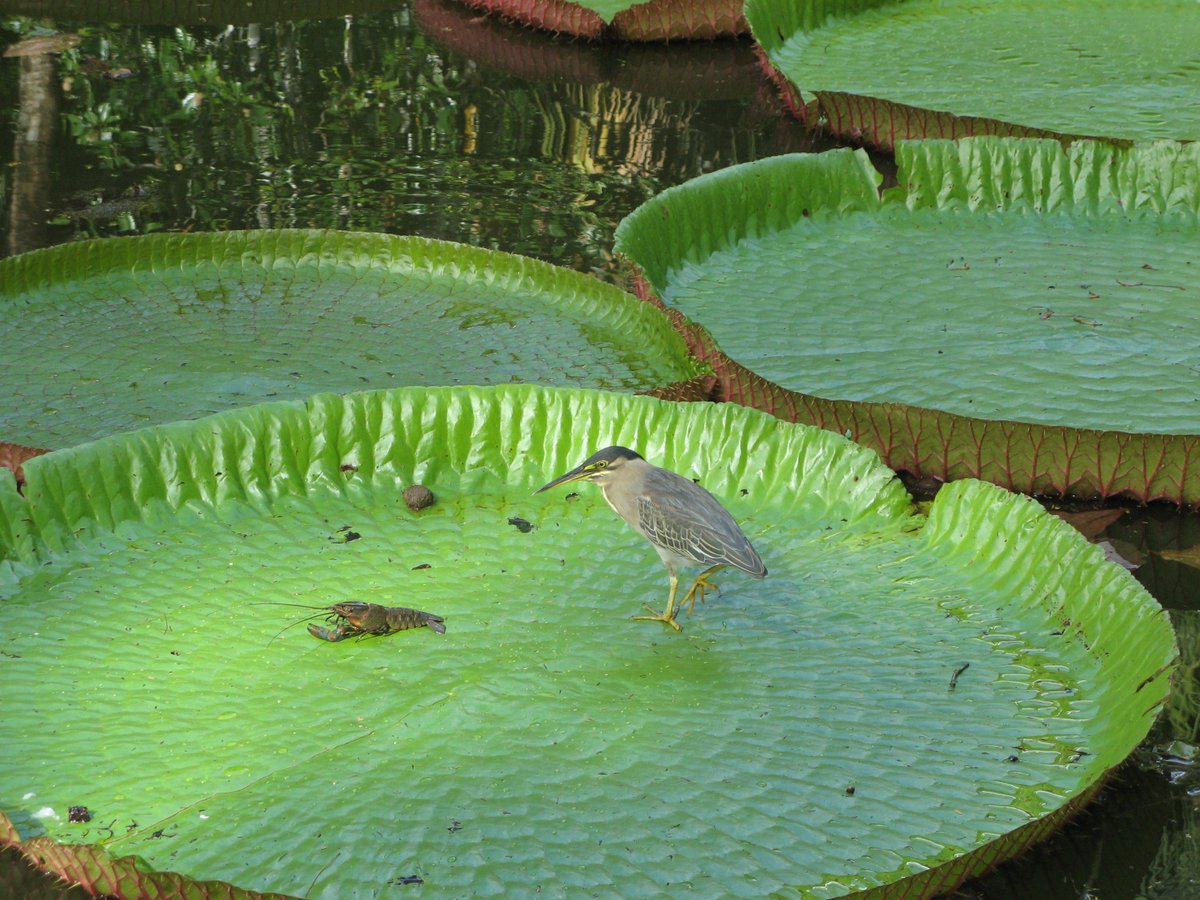 Christiane Sonney On Twitter Nenuphars Jardin De Pamplemousses Mauritius Nature Welcomet0nature Eyauukart Alinadal F Goyotocho64 Skyun49 Huskorkut Jeanetteeliz Edificiosincre Bernelarry Laurentbaheux Marionspekker Cc Chicco N2j3ma