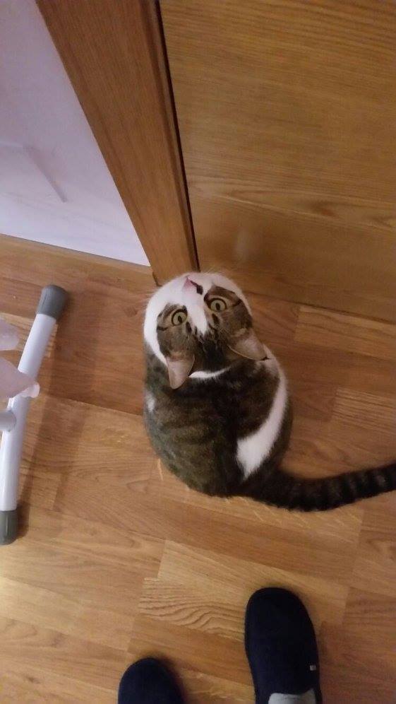 PerrosMadGuada's tweet photo. Si adoptases a Jachi, esto verías todos los días al llegar a casa... ¿Quién puede resistirse? 
adopciones@apamag.org

#adopcion #adoptargato #madrid https://t.co/oNfoLnQ2QF
