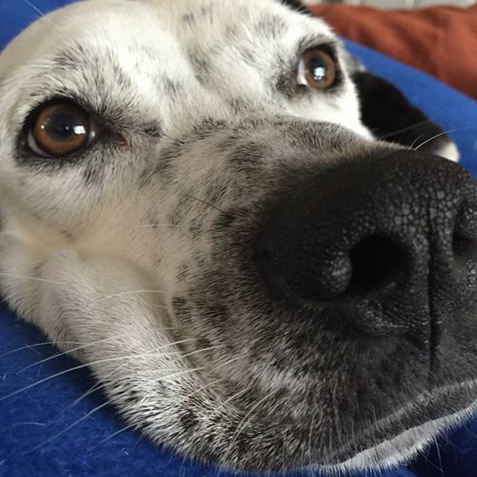 ChuckHenson1's tweet photo. Scout & I are helping @spcatampabay #SpreadTheHumanimality on #ForeverFriendFriday! Shelters like SPCA work hard each day to match the right pet in need with the right forever home. She's my sweet baby girl! https://t.co/3kzHLnG9GK