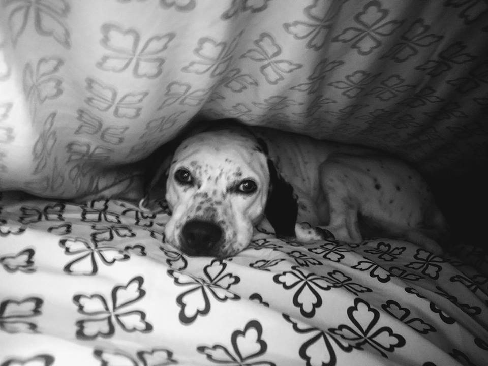 ChuckHenson1's tweet photo. Scout & I are helping @spcatampabay #SpreadTheHumanimality on #ForeverFriendFriday! Shelters like SPCA work hard each day to match the right pet in need with the right forever home. She's my sweet baby girl! https://t.co/3kzHLnG9GK