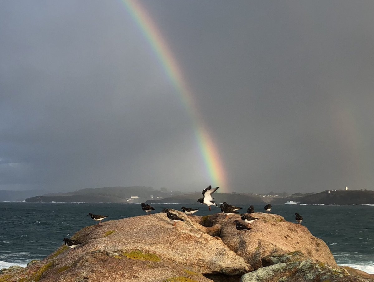 NecoPadel's tweet photo. 🌈Happy Friday🌊  #walking #rainbow #birds #wind #december #goodvibes #iphonexphotography #haveaniceweekend https://t.co/KekAbJF5bc
