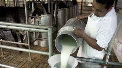 Rurales | La lechería regional y su eterno problema
