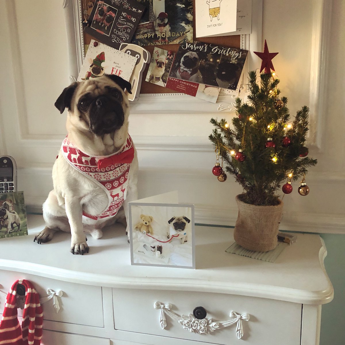 Poochusir's tweet photo. We’ve donated! Have You?❤️😘😍🐶🎄 #poochusir #christmasjumperday2017 #SaveTheChildren https://t.co/gpC4ppCtBa