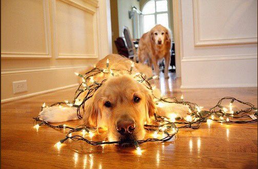 "Christmas dog" via #dogpictures Subreddit - Courtesy of leonimax