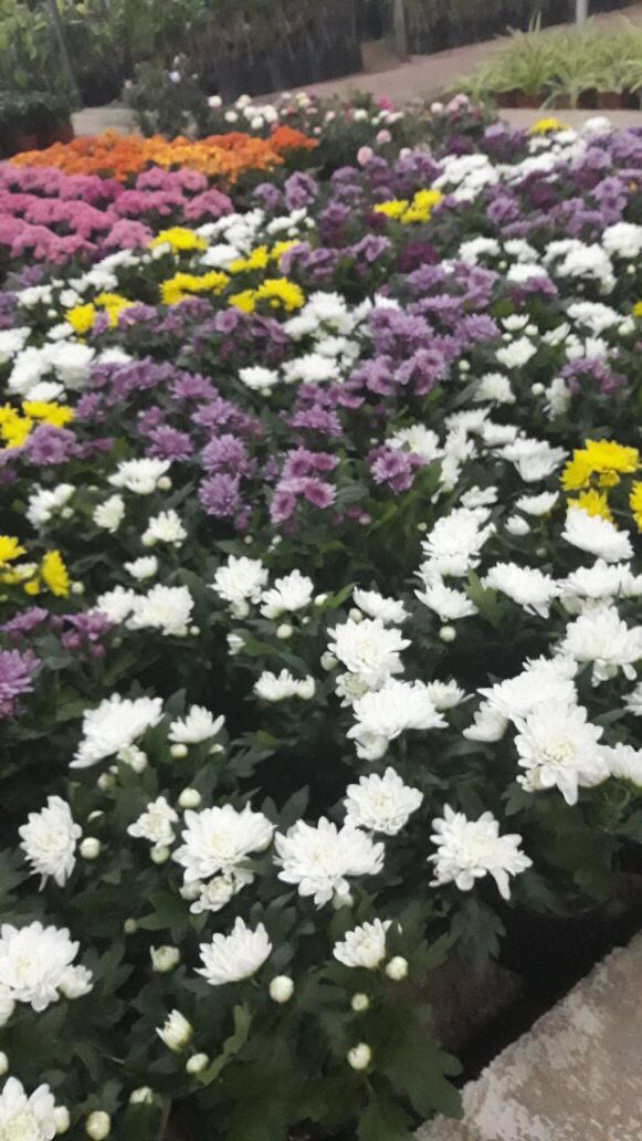 ترقبونا غدا السبت فالباص بيع الشتلات في ولايه عبري #تخفيضات عالشتلات #المكان مواقف محل الريالين #من ٧-١٢:٣٠ ان شاء الله #للتواصل٩٩٧٢٢٢٥٣