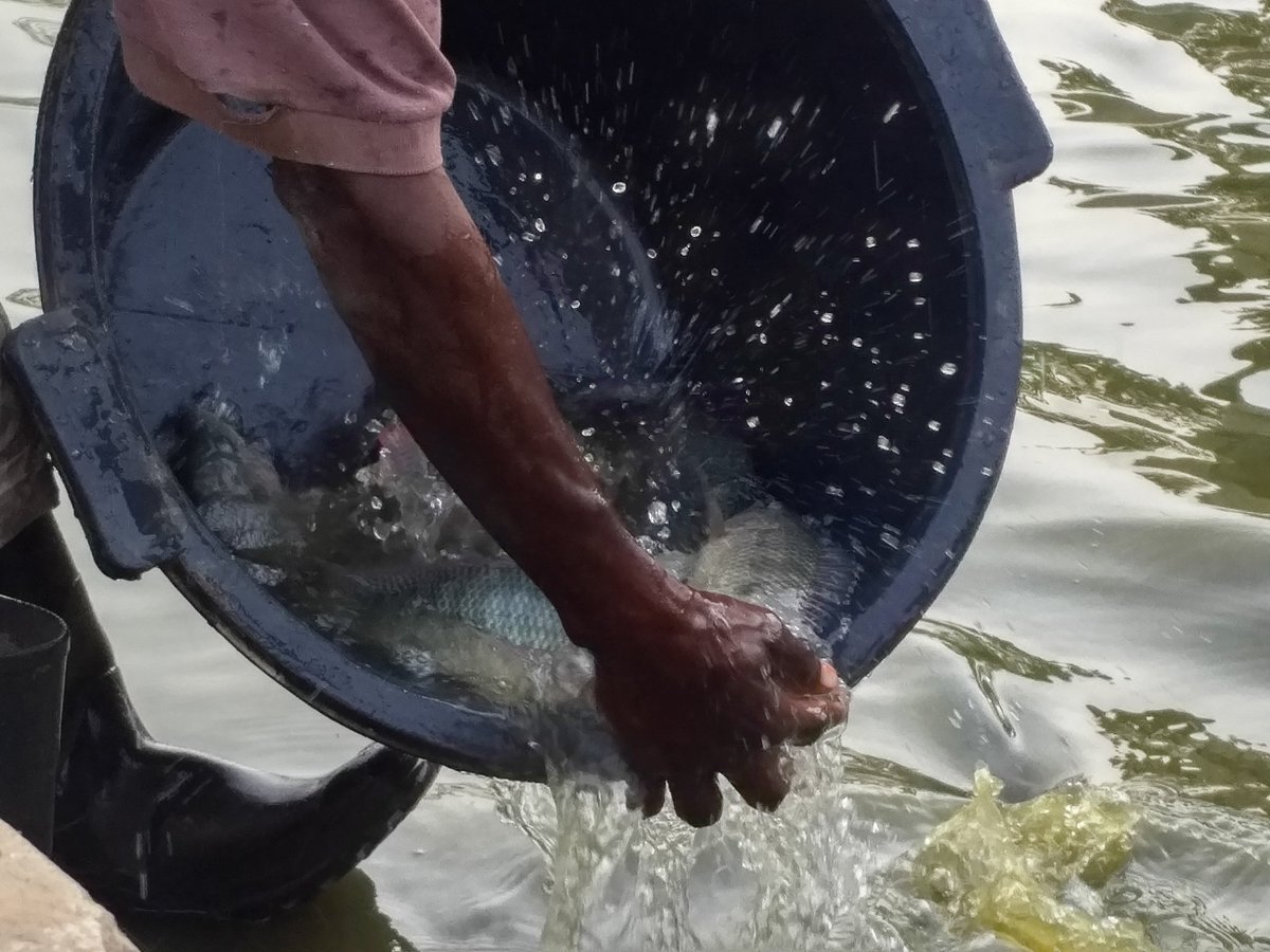 nsanganira's tweet photo. Memorable stay in #Pitche #GuineaBissau . "We want waters to be a source of income and not to risk our lives in them trying to leave the country" say the youth. #migration #fishfarming #AgBiz #zerohungergeneration #povertyeradication @FAOAfrica @FAOWestAfrica https://t.co/YErR4SgmCc