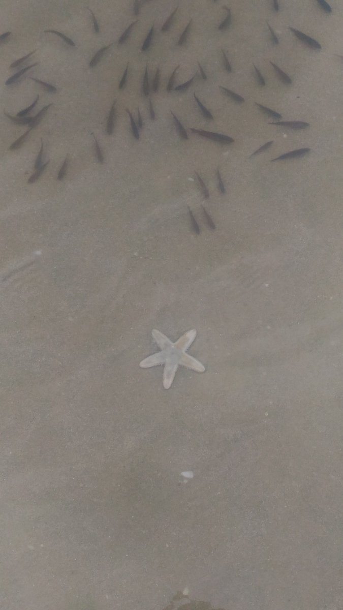 mysterioussu's tweet photo. @DrivezyIN Can't hv enuf of Goa.Goa is sun, sand, surf, tranquil beaches, marine life, sea food, great music, great vibes,night life, party, live bands, lovely people, colorful dresses. It can be described in one wod as FUN #DrivezyInGoa https://t.co/jIfwLTD24e