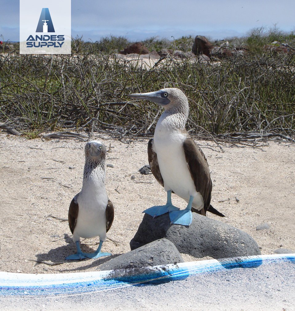 andesupply's tweet photo. Los saludamos en esta mañana con una postal de las aves emblemáticas de las Islas Galápagos, el piquero de patas azules! Que tengan un excelente din de semana! https://t.co/Ft2K9eJNyA