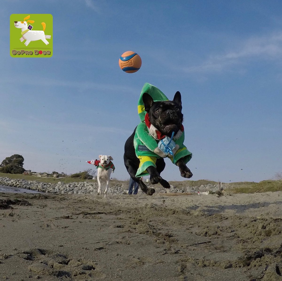 GoProCharlie1's tweet photo. GoPro Paco! Elf spotted on Albany beach! 🐶🎅🏻🎄 #elfonabeach #frenchbulldog #coconutcam #goprodogs #dogcelebration #landofdogs #dogsincostumes #elfdog #dogsoftwitter #gopro #bayarea #bayareadogs https://t.co/Kpwlyk6fw3