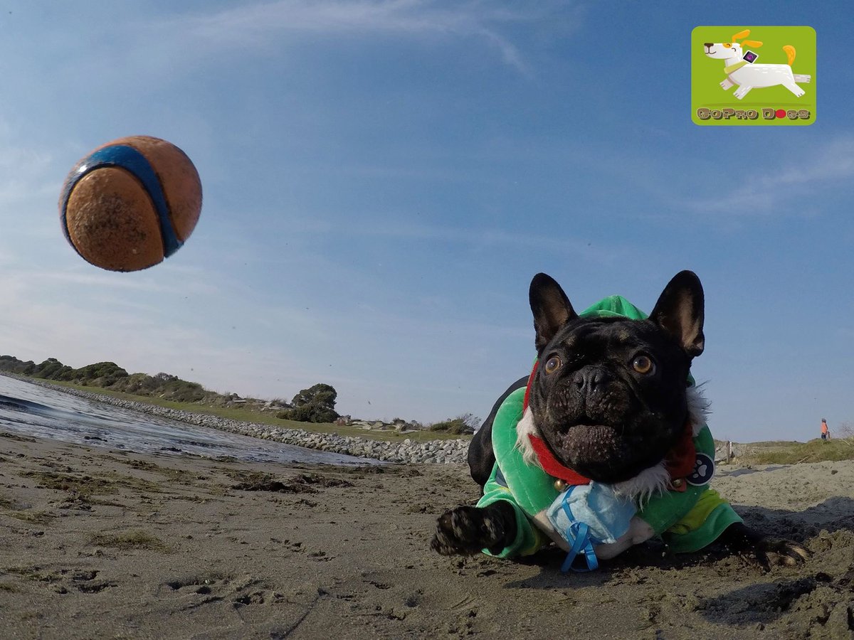 GoProCharlie1's tweet photo. GoPro Paco! Elf spotted on Albany beach! 🐶🎅🏻🎄 #elfonabeach #frenchbulldog #coconutcam #goprodogs #dogcelebration #landofdogs #dogsincostumes #elfdog #dogsoftwitter #gopro #bayarea #bayareadogs https://t.co/Kpwlyk6fw3