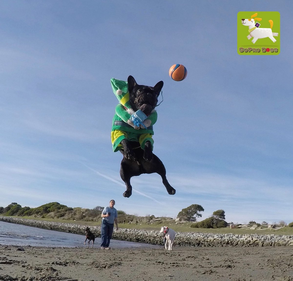 GoProCharlie1's tweet photo. GoPro Paco! Elf spotted on Albany beach! 🐶🎅🏻🎄 #elfonabeach #frenchbulldog #coconutcam #goprodogs #dogcelebration #landofdogs #dogsincostumes #elfdog #dogsoftwitter #gopro #bayarea #bayareadogs https://t.co/Kpwlyk6fw3