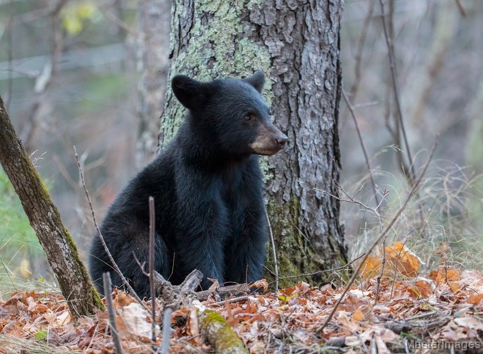 WCS_Adirondacks's tweet photo. High Peaks Bear Steward Program Wraps Another Successful Year. #makeroomforwildlife #wcs
Read our blog at https://t.co/BxrBAk4yRt https://t.co/LQluSMYay0