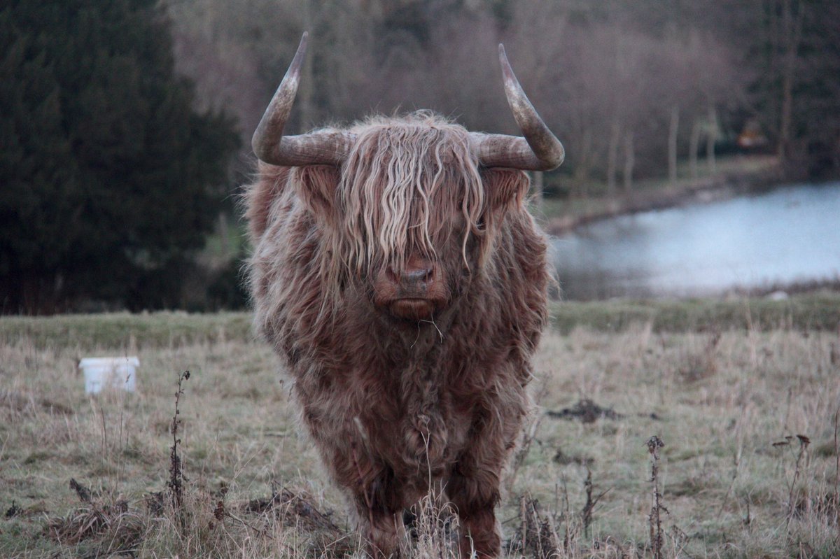 TitianTiger's tweet photo. Retweet to a mate who has a fringe (bangs) like this. Seen in @AvingtonPark #hampshire #fringe #bangs #hairstyleideas https://t.co/BTws67yQsq