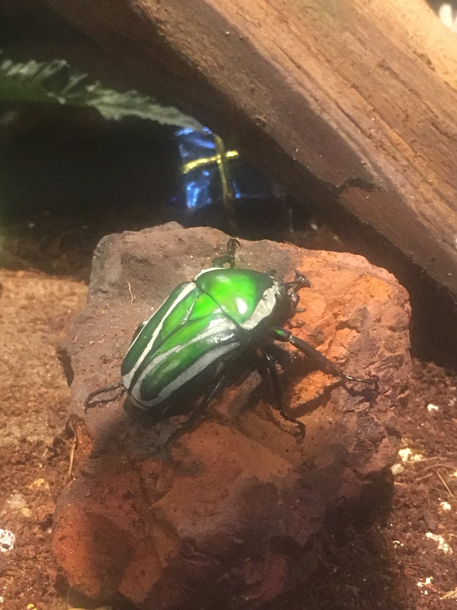 Want to go to a museum? Cultural- nah. Historical- nah. Audubon Butterfly Garden and Insectarium- YES!