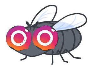 インスタバエ ハエ科 Kok Twitter