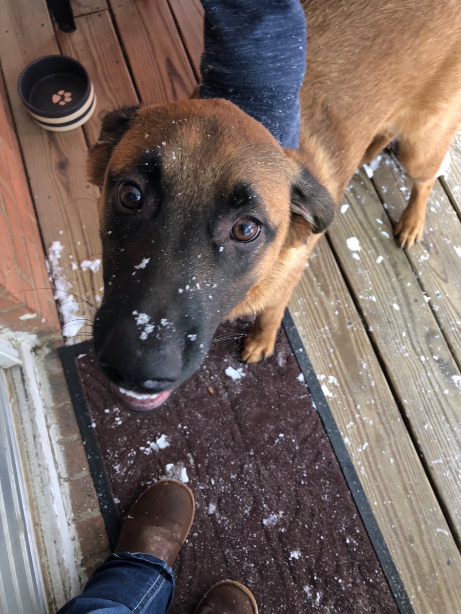 Day 5 of the 12 Days of Christmas. My puppy Cruzz got to see snow for the first time. He is hoping for a white Christmas this year. #IHXHolidayFun @juswen06 #ACGG