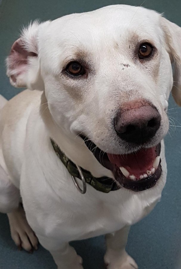 FMSPCA's tweet photo. Meet Drake #ymm He loves to go for walks and get all of your attention or staying active with you. Come meet this lovely boy looking for a #foreverhome of his own or read more here: https://t.co/5Iqz3iwLBa #adoptme #woof #foreverfamily #opt2adopt #adoptDrake #cuddletime https://t.co/RfBGPnwkug