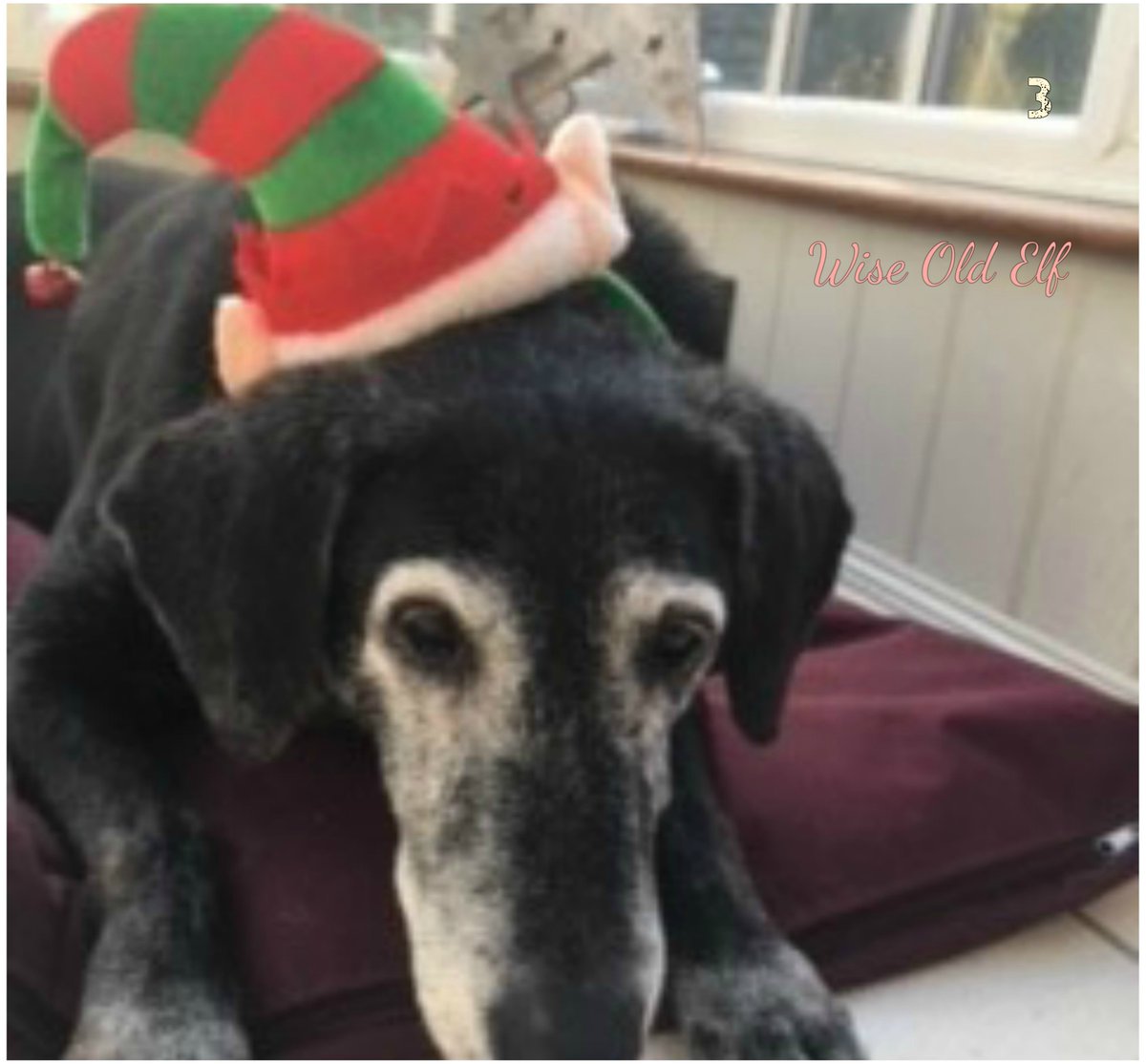 BrightSelection's tweet image. The winners of this weeks Festive Pet Pics are Numbers 5 &amp;amp; 3