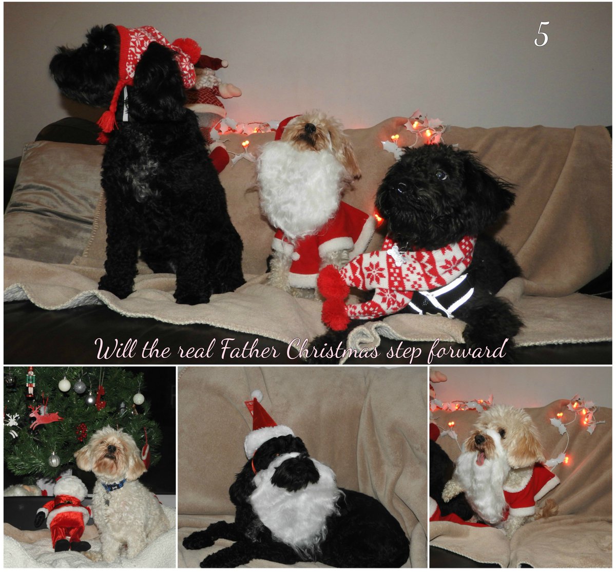 The winners of this weeks Festive Pet Pics are Numbers 5 &amp; 3