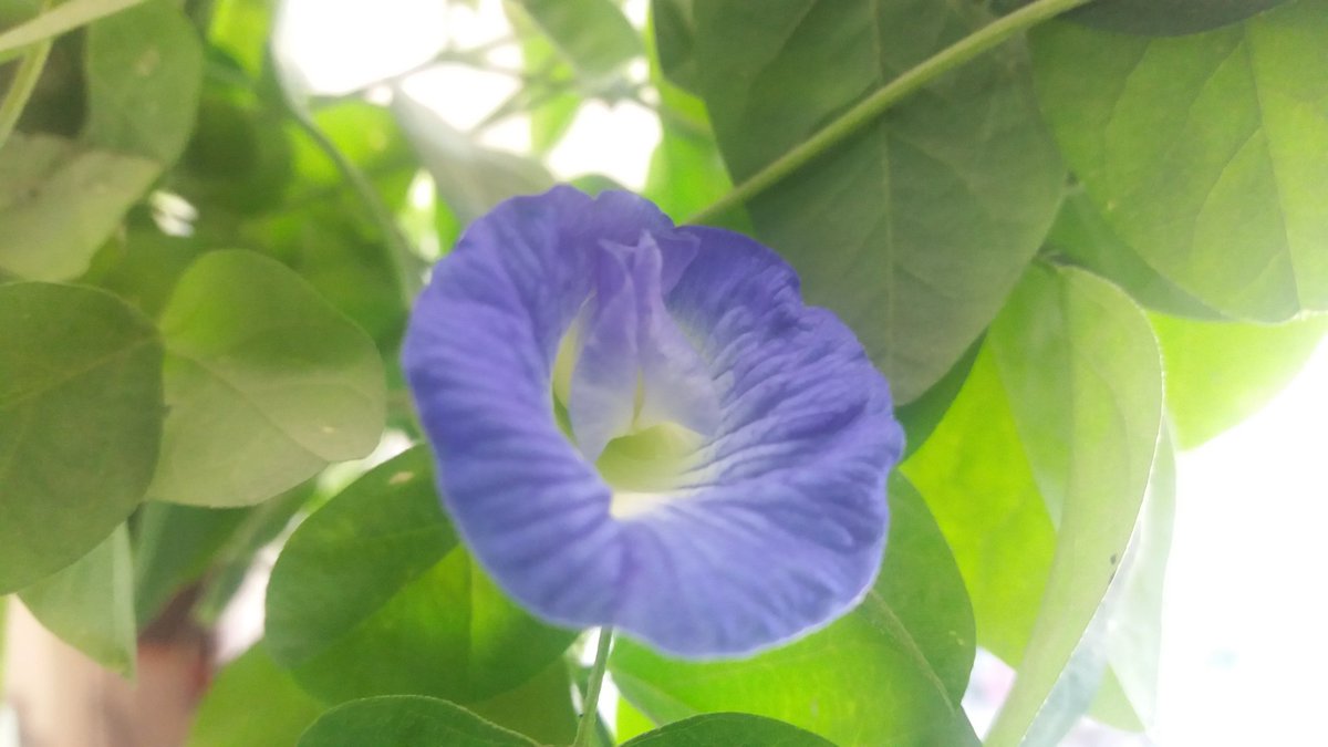 FeeAamir's tweet photo. Beauty...!! https://t.co/jpM68lZ2XT