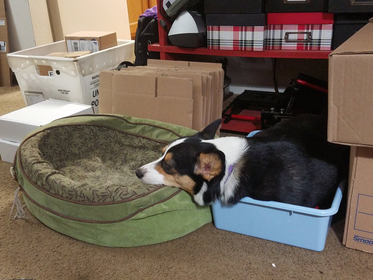 lucithecorgi's tweet image. Um....