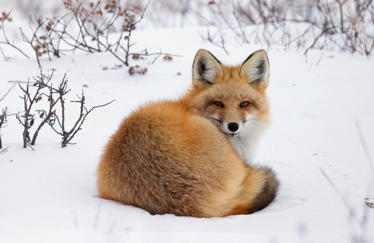 waynepacelle's tweet photo. @MichaelKors, the company and the designer, are going fur-free.  The company’s announcement is the latest in a cascade of corporate pledges, as we work to close the chapter on the use of fur in high-end fashion.  
 https://t.co/NWmvCl5suY https://t.co/6ODF5EtNP6