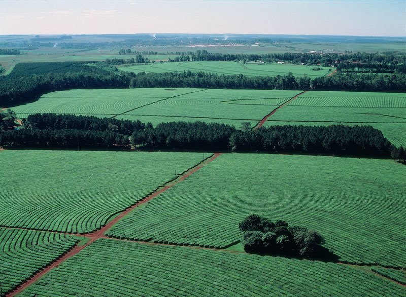 batutgis's tweet image. #DiaInternacionalDelTe